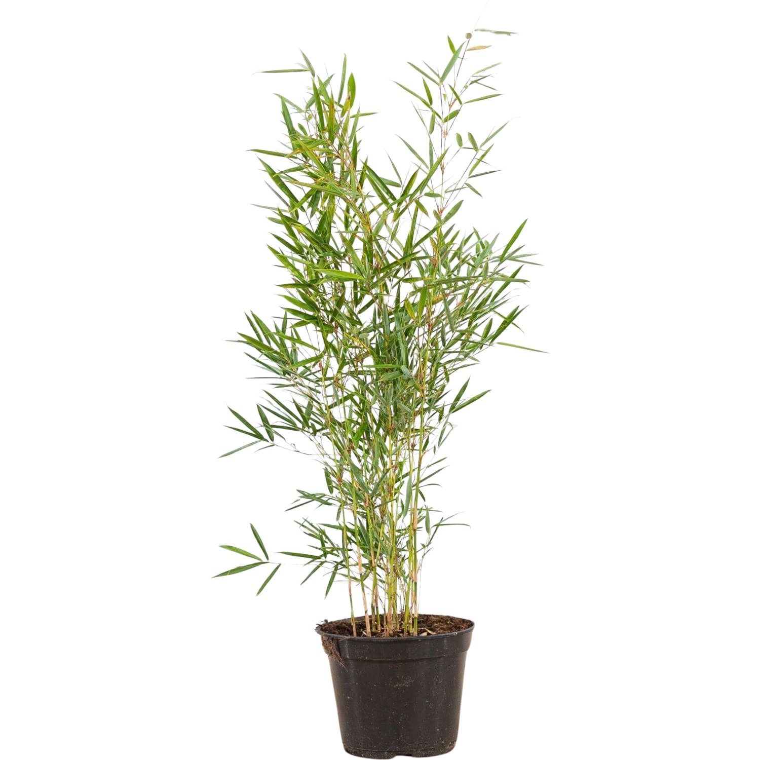 Gartenbambus Campbell Set à 60 Stück Höhe ca. 60 - 80 cm Fargesia robusta