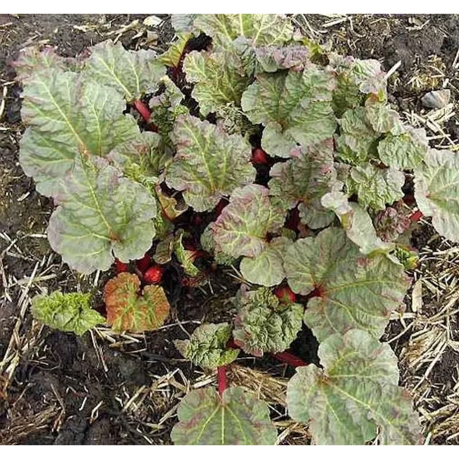 Rhabarber Holsteiner Blut - großer Topf - Rheum rhabarbarum