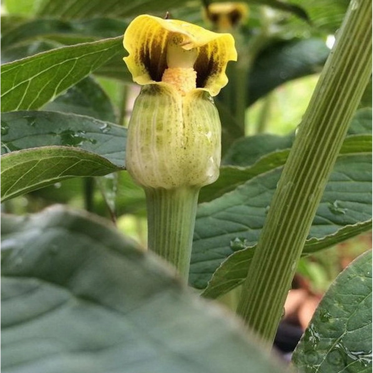 Gelber Feuerkolben - Arisaema flavum günstig online kaufen