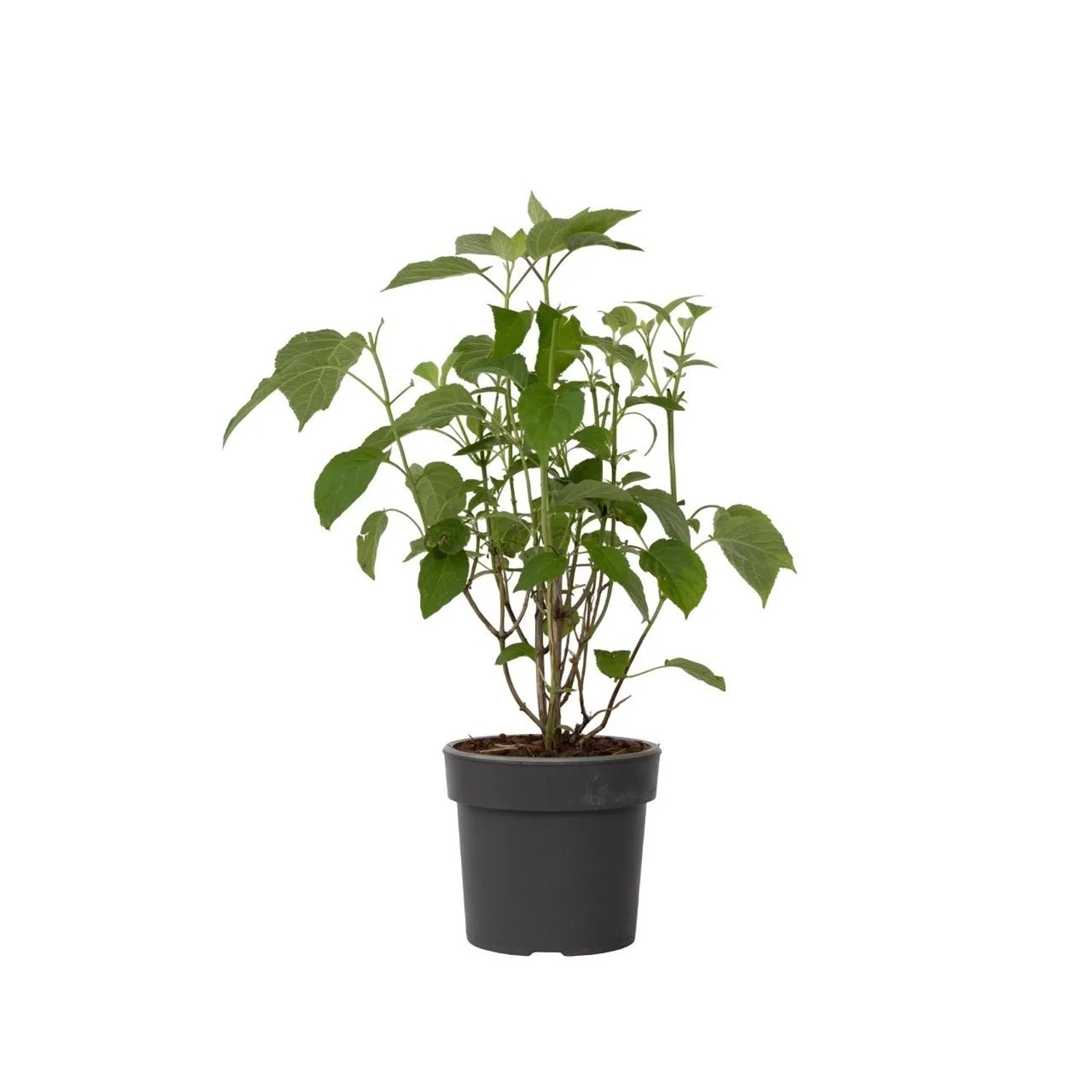 Plant In A Box Hortensie  Hydrangea 'Strong Annabelle' Höhe 30cm Ø19 Weiß