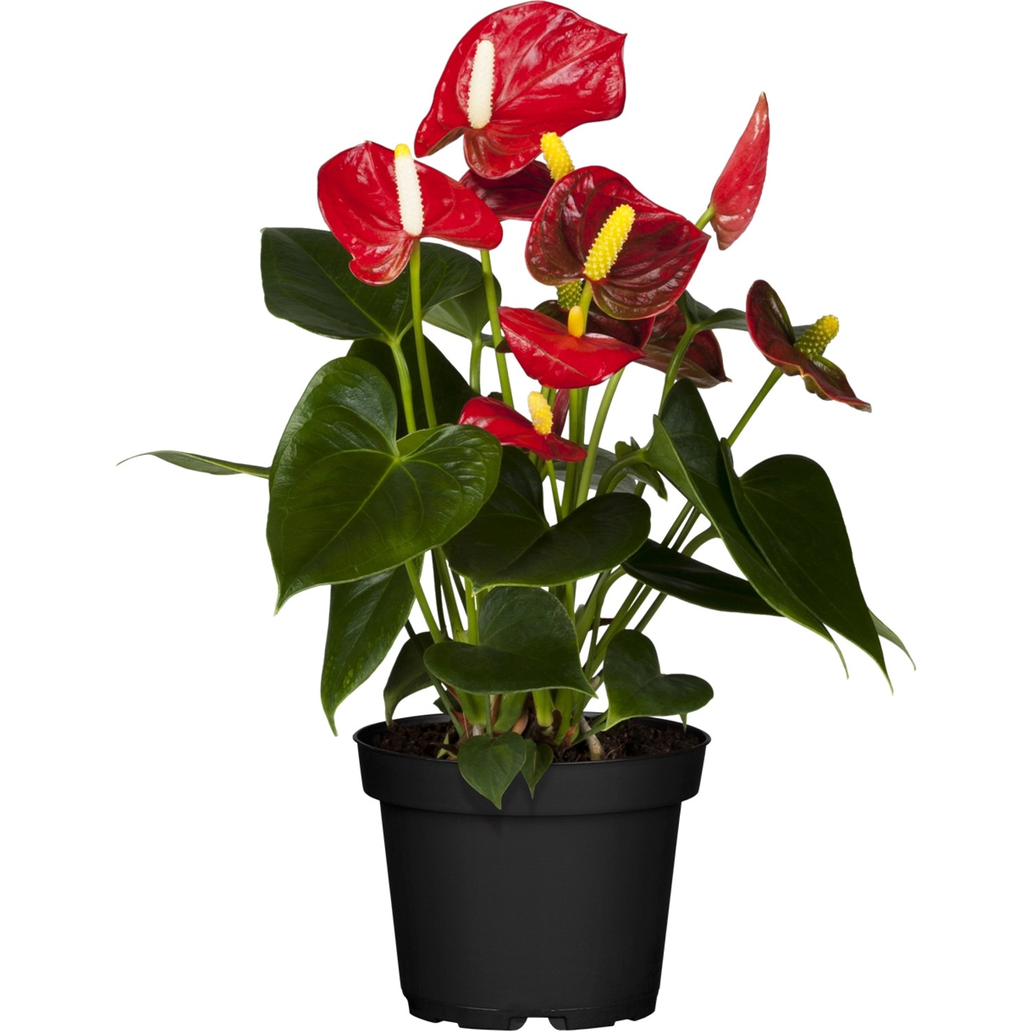 Flamingoblume "Sierra" Pink TopfØ ca. 12 cm Anthurium kaufen bei OBI