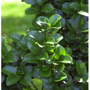 Nahaufnahme des Japanischen Liguster Rotundifolium mit seinen runden, glänzenden Blättern.