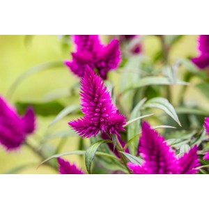 Federbusch-Celosie "Deep Purple" mit leuchtend violetten Blütenständen und grünen Blättern.