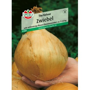 Sperli Zwiebel 'The Kelsae': Riesenzwiebel in der Hand, Gemüsesamen für mild-würzige Zwiebeln.