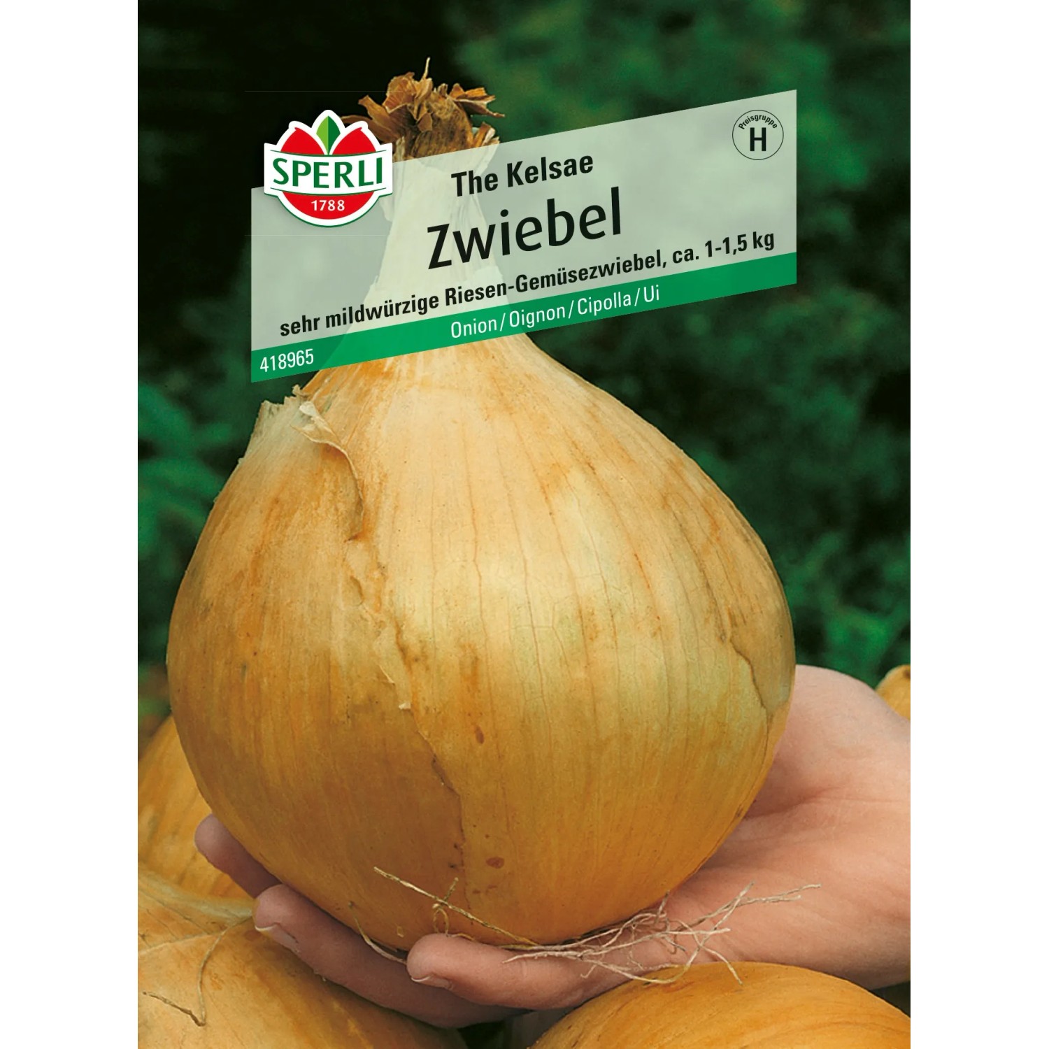 Sperli Zwiebel 'The Kelsae': Riesenzwiebel in der Hand, Gemüsesamen für mild-würzige Zwiebeln.