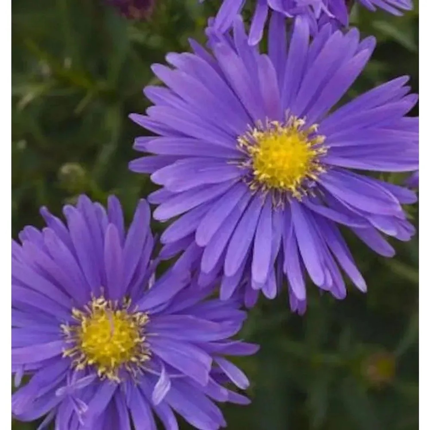 Kissenaster Augenweide - Aster dumosus