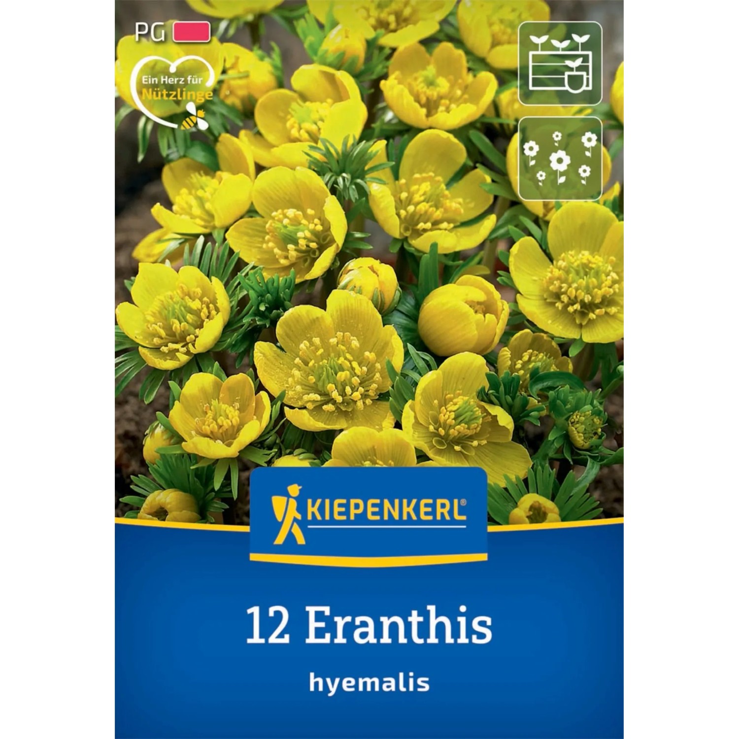 Kiepenkerl Blumenzwiebel Winterling 12 Stück