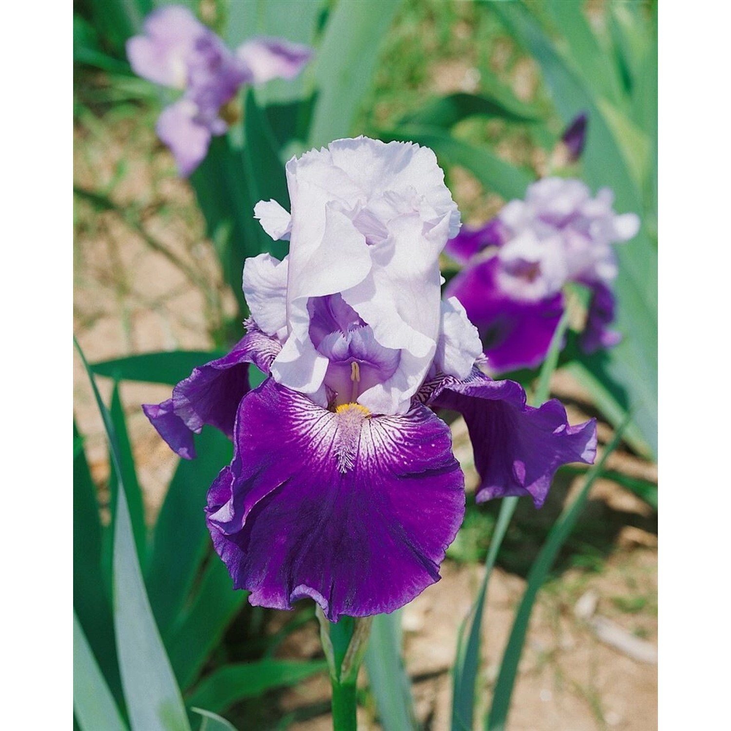 Iris X Barb.-Elat.'Snow Mound' Schwertlilie Ca. 11x11 cm Topf günstig online kaufen