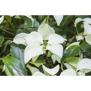 Chinesischer Hartriegel 'Schmetterling' mit weißen Blüten und grünen Blättern. Attraktiver Strauch für den Garten.