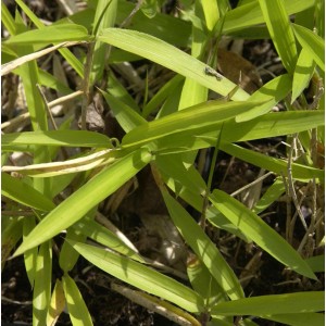 Detailaufnahme des grünen Zwergbambus Pleioblastus pumilus im Garten.