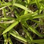 Detailaufnahme des grünen Zwergbambus Pleioblastus pumilus im Garten.