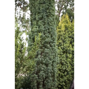 Säuleneibe Taxus Baccata Fastigiata Robusta, 100-120 cm, dunkelgrüne, säulenförmige Wuchsform.