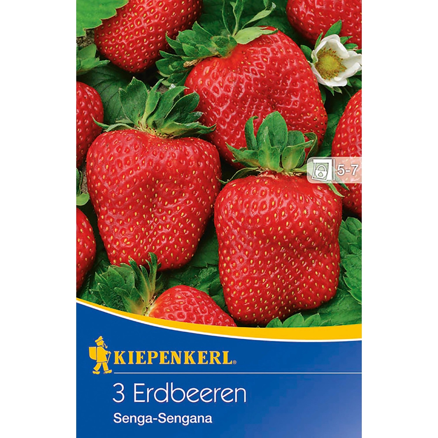 Kiepenkerl Erdbeere " SengaSengana" 3 Stück Fragaria x ananassa kaufen