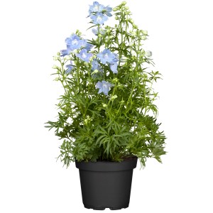 Hellblauer Rittersporn im Topf (ca. 19 cm Ø). Delphinium für sonnige Standorte.