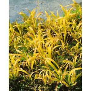 Goldgelbe Gold-Segge (Milium Effusum Aureum) im 9x9 cm Topf. Dekorative Zierpflanze für Beet und Rabatte.