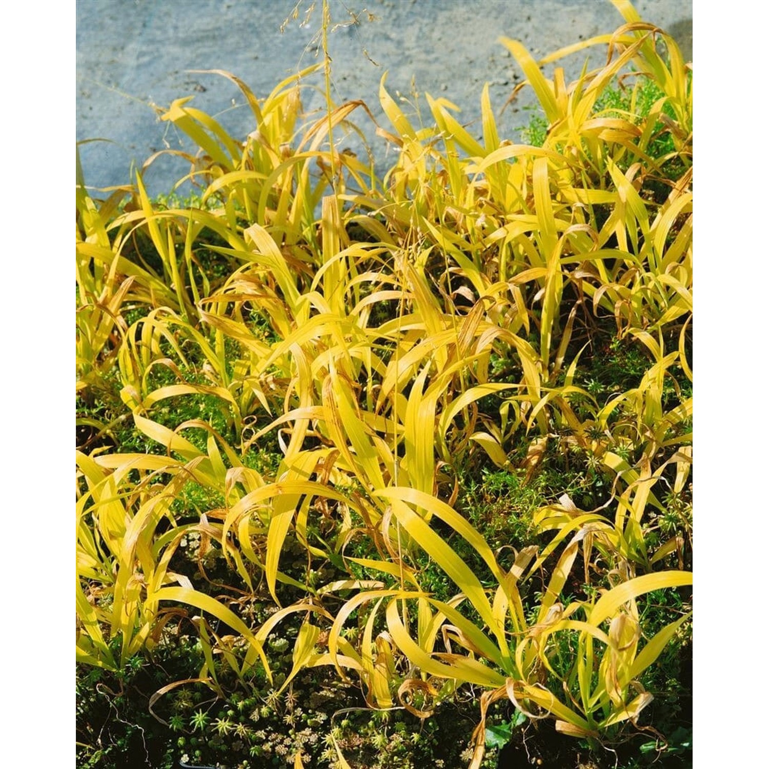 Milium Effusum Aureum Gold-Segge Ca. 9x9 cm Topf günstig online kaufen