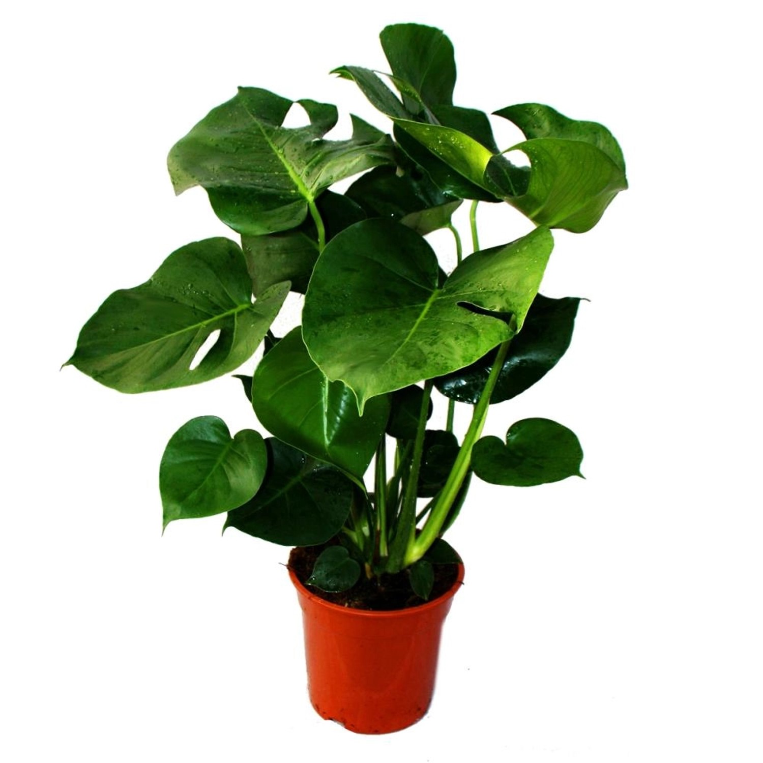 Exotenherz Monstera Deliciosa Fensterblatt 21cm Topf ca. 50-60cm Hoch