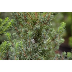 Detailaufnahme der blaugrünen Zuckerhutfichte Picea Glauca Blue Wonder, 20–25 cm hoch.