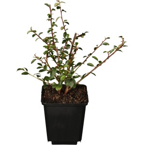 Kriechmispel Coral Beauty im 9 cm Topf: Immergrüner Bodendecker mit kleinen, glänzenden Blättern.