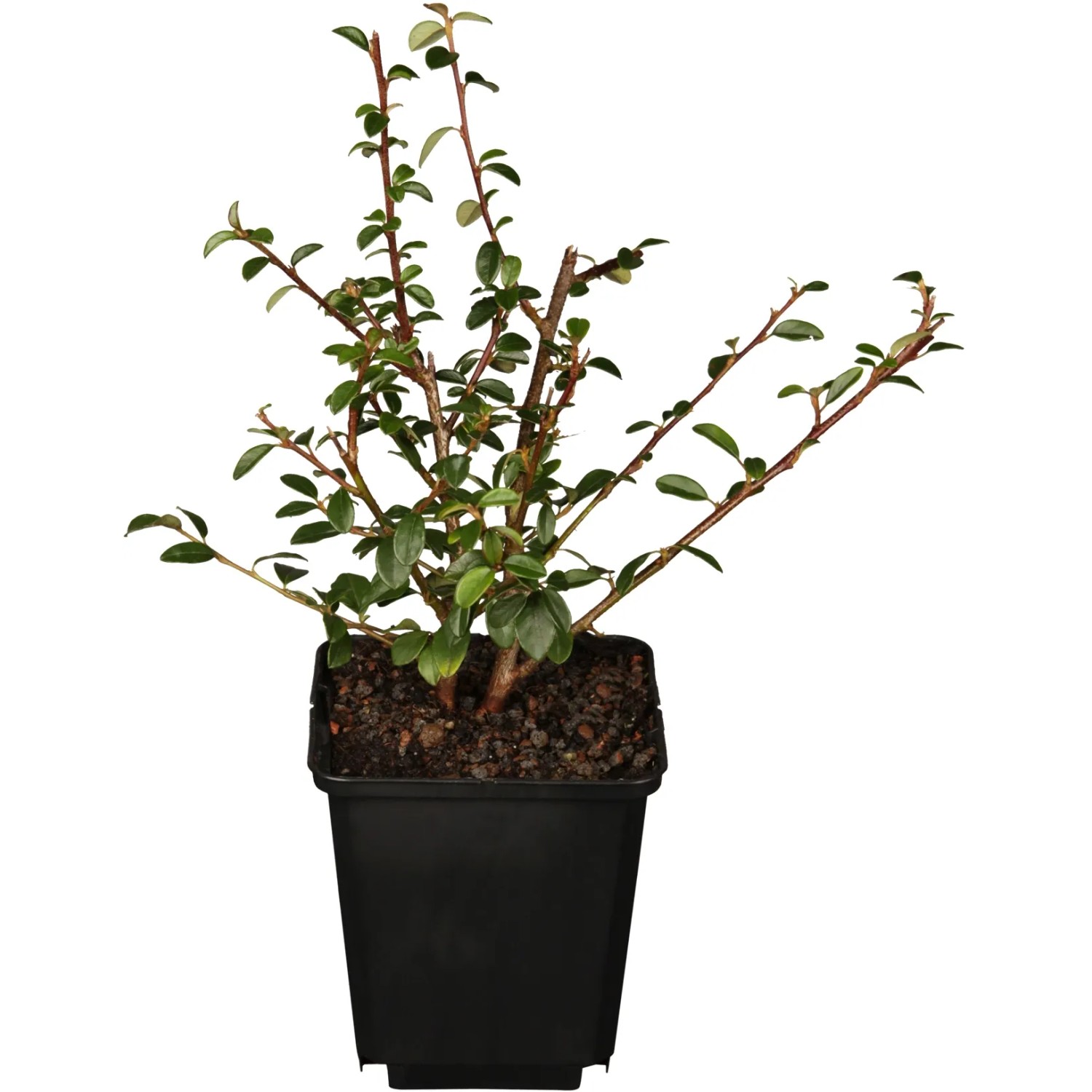 Kriechmispel "Coral Beauty" Weiß Topf-Ø ca. 9 cm Cotoneaster dammeri
