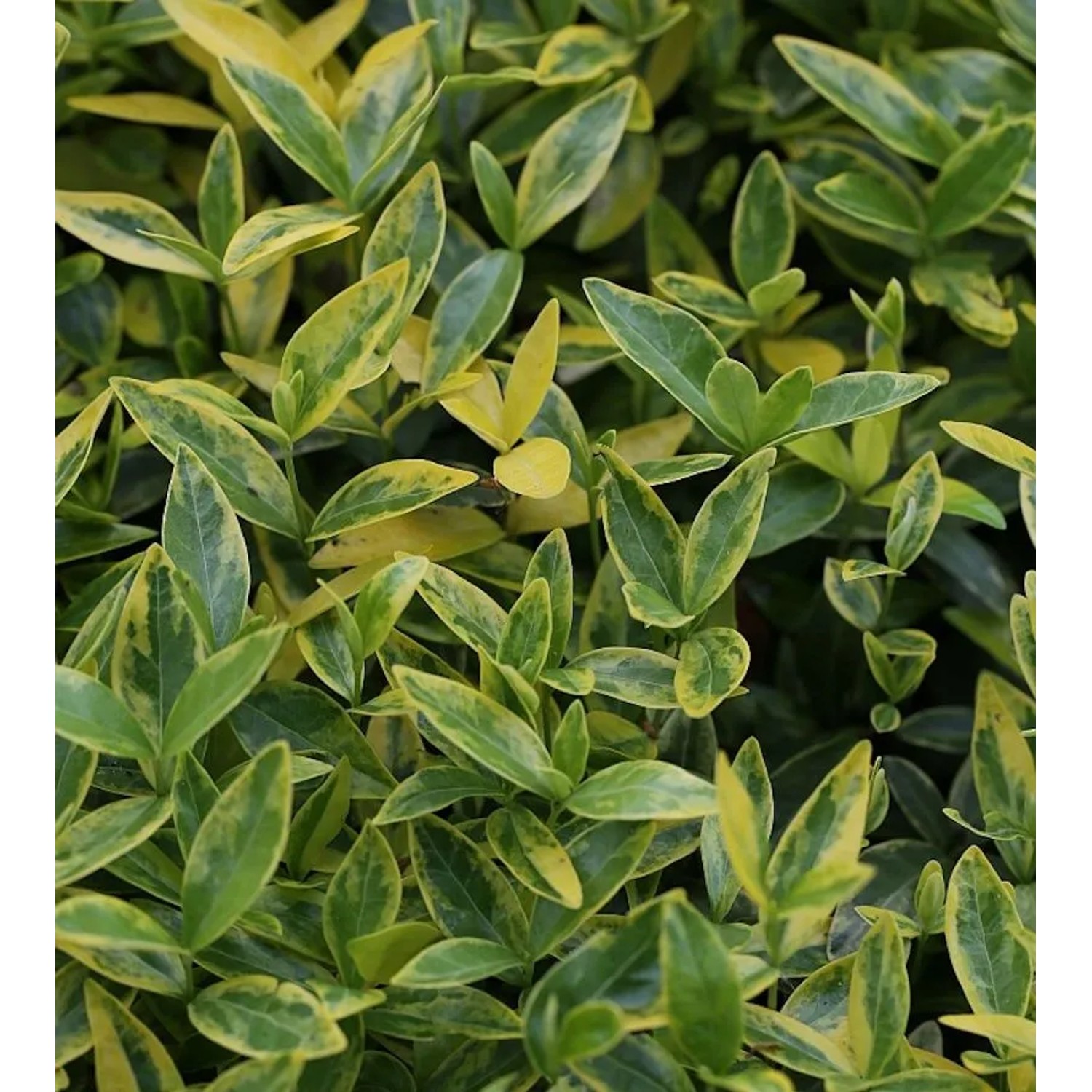 Kleinblättriges Immergrün Variegata - Vinca minor