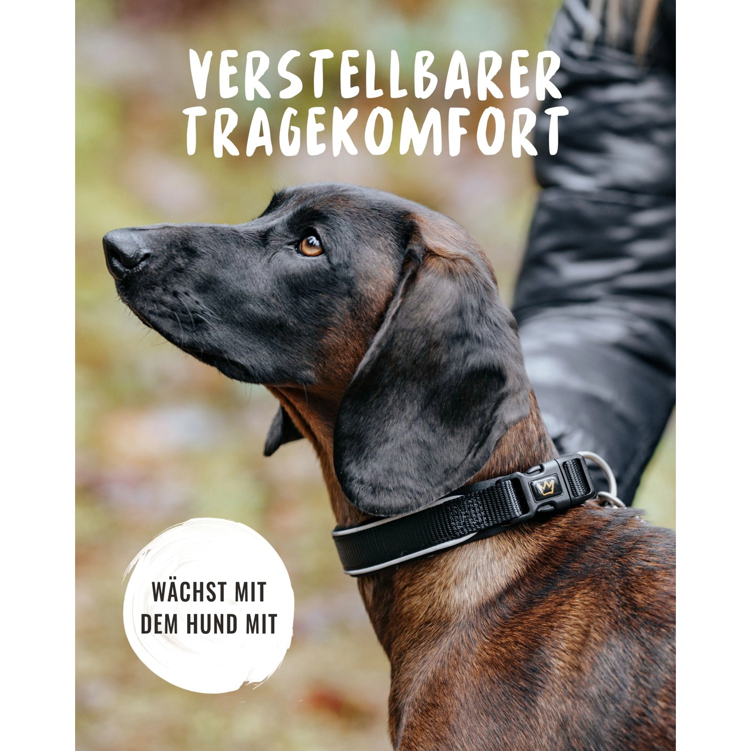 Hund mit schwarzem Rudelkönig Hundehalsband Paola aus Nylon und Neopren.