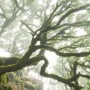 Komar Vlies Fototapete „The Forgotten Forest“ (400x250 cm) mit moosbewachsenen Bäumen im Nebel.