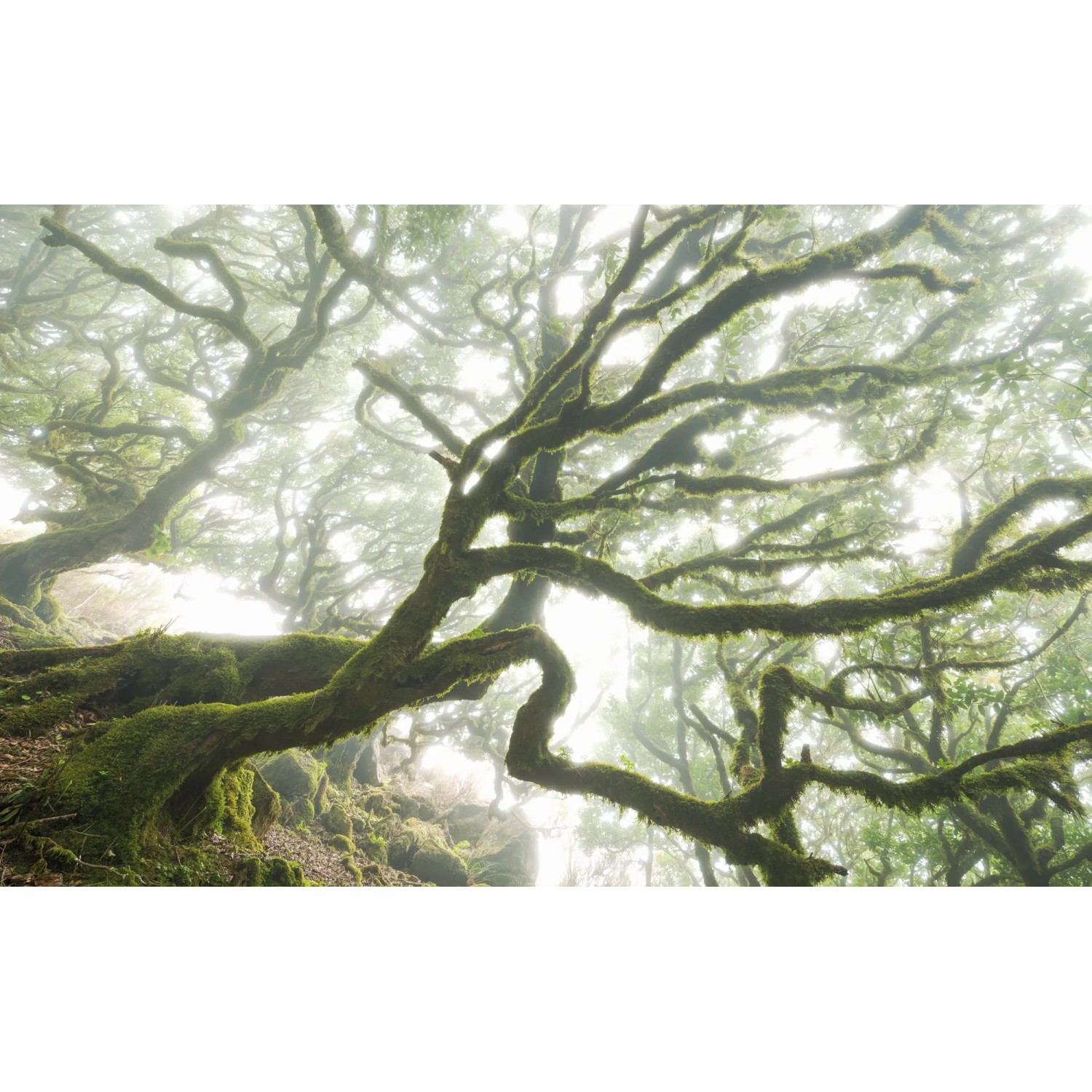 Komar Vliestapete Pure The Forgotten Fore, glatt, naturalistisch