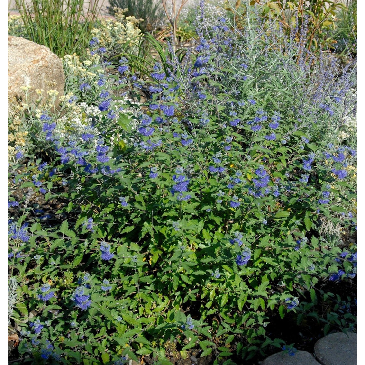 Bartblume Great Blue 40-50cm - Caryopteris clandonensis günstig online kaufen