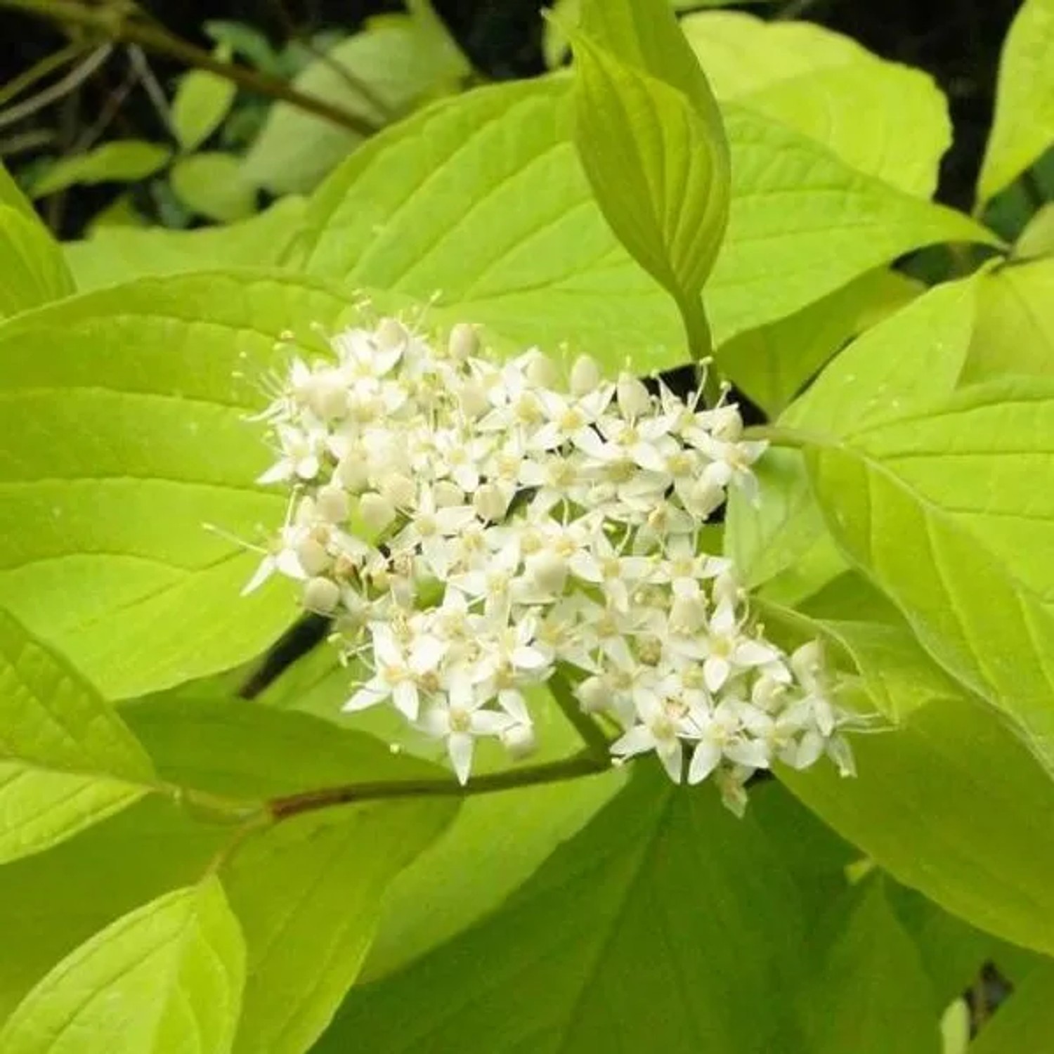 Hartriegel 'Aurea' Cornus alba 60 bis 80 cm im Container Gelbes Laub