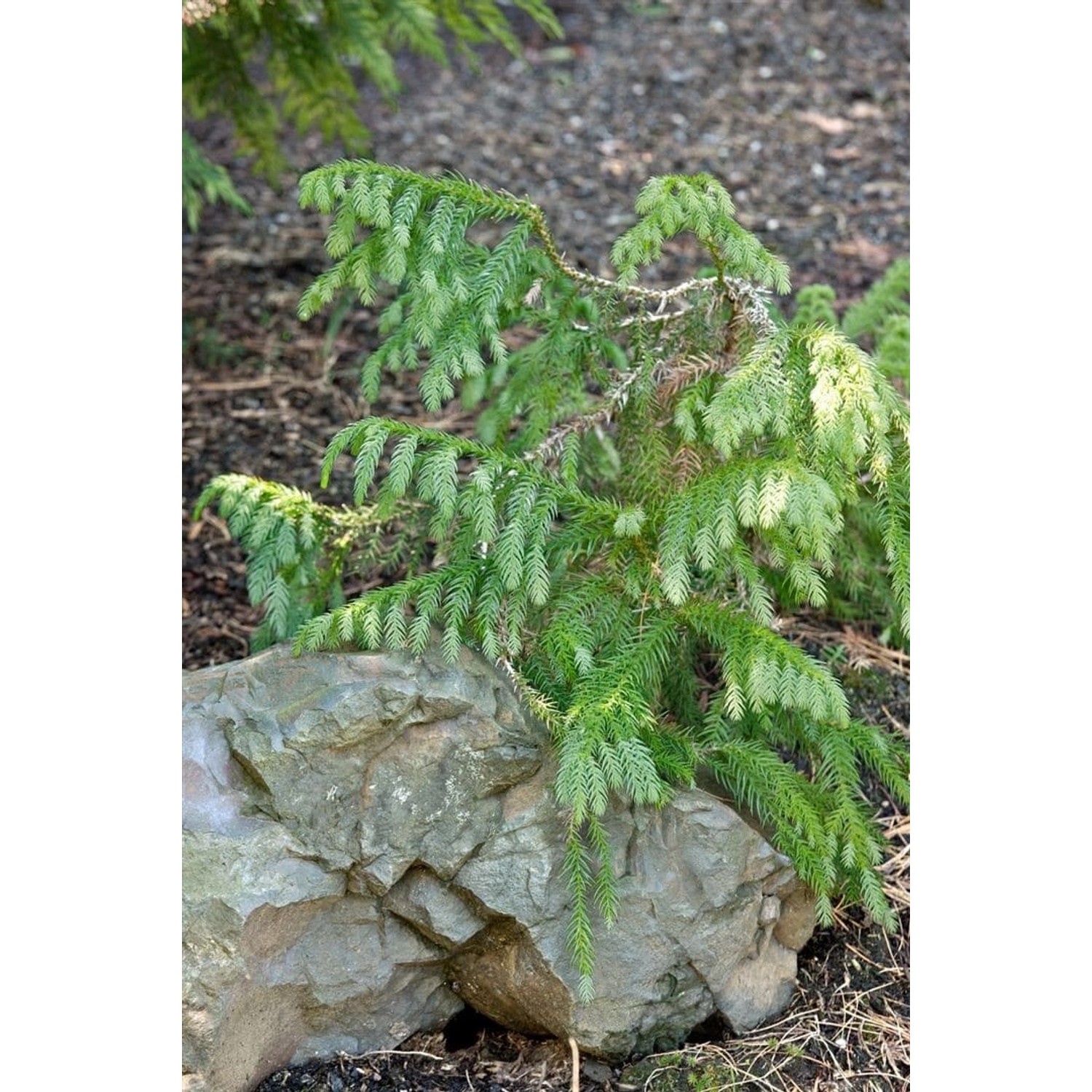 Taiwania Cryptomerioides Taiwan-Mammutbaum 100–150 cm günstig online kaufen