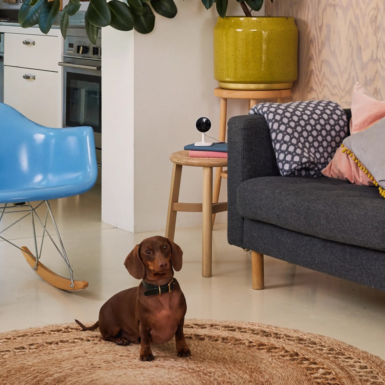 Yale Smart-Camera Innen WLAN Full HD mit Dackel im Wohnzimmer.