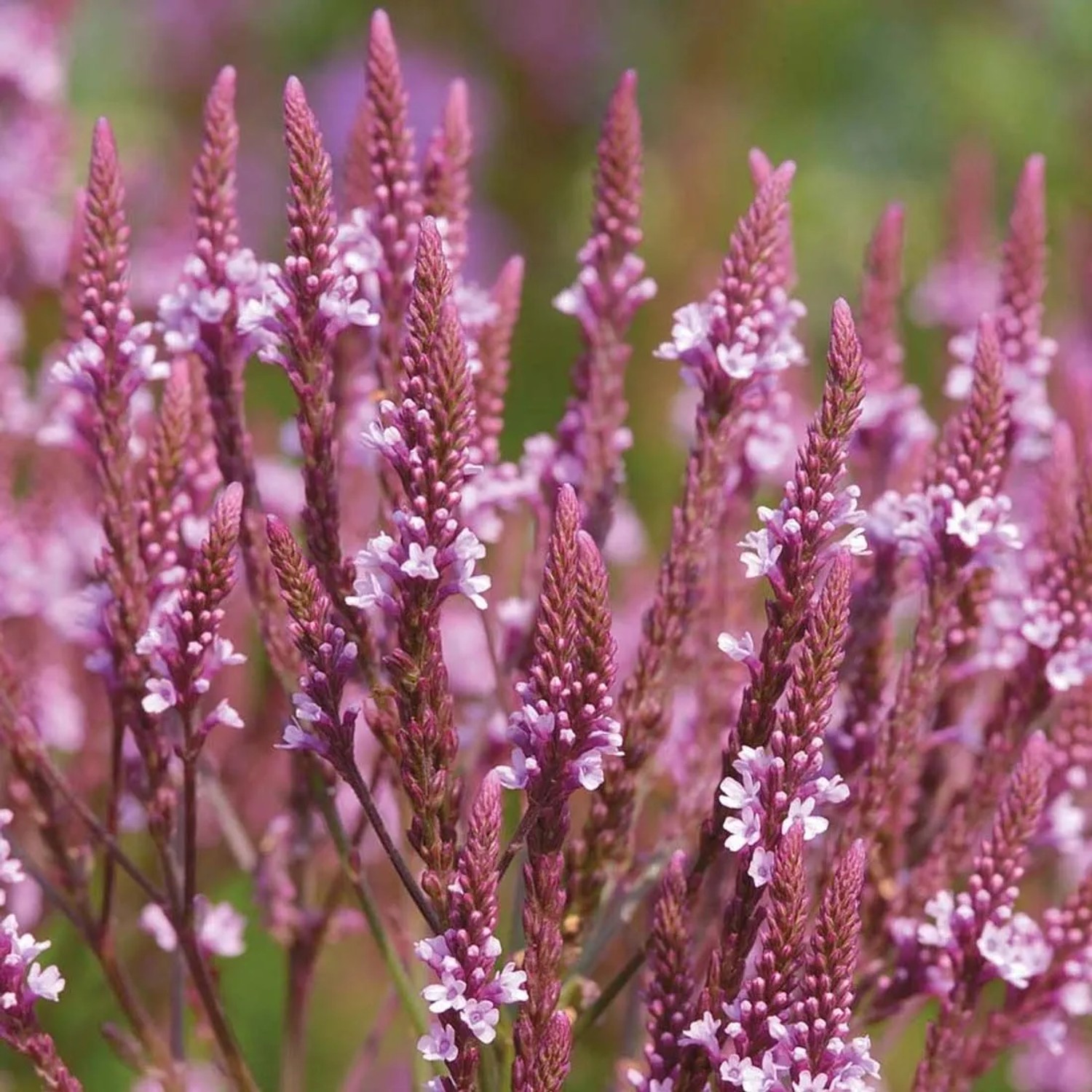 6 x Eisenkraut 'Pink Spires' Verbena hastata Topf 9cm Schmetterlingspflanze