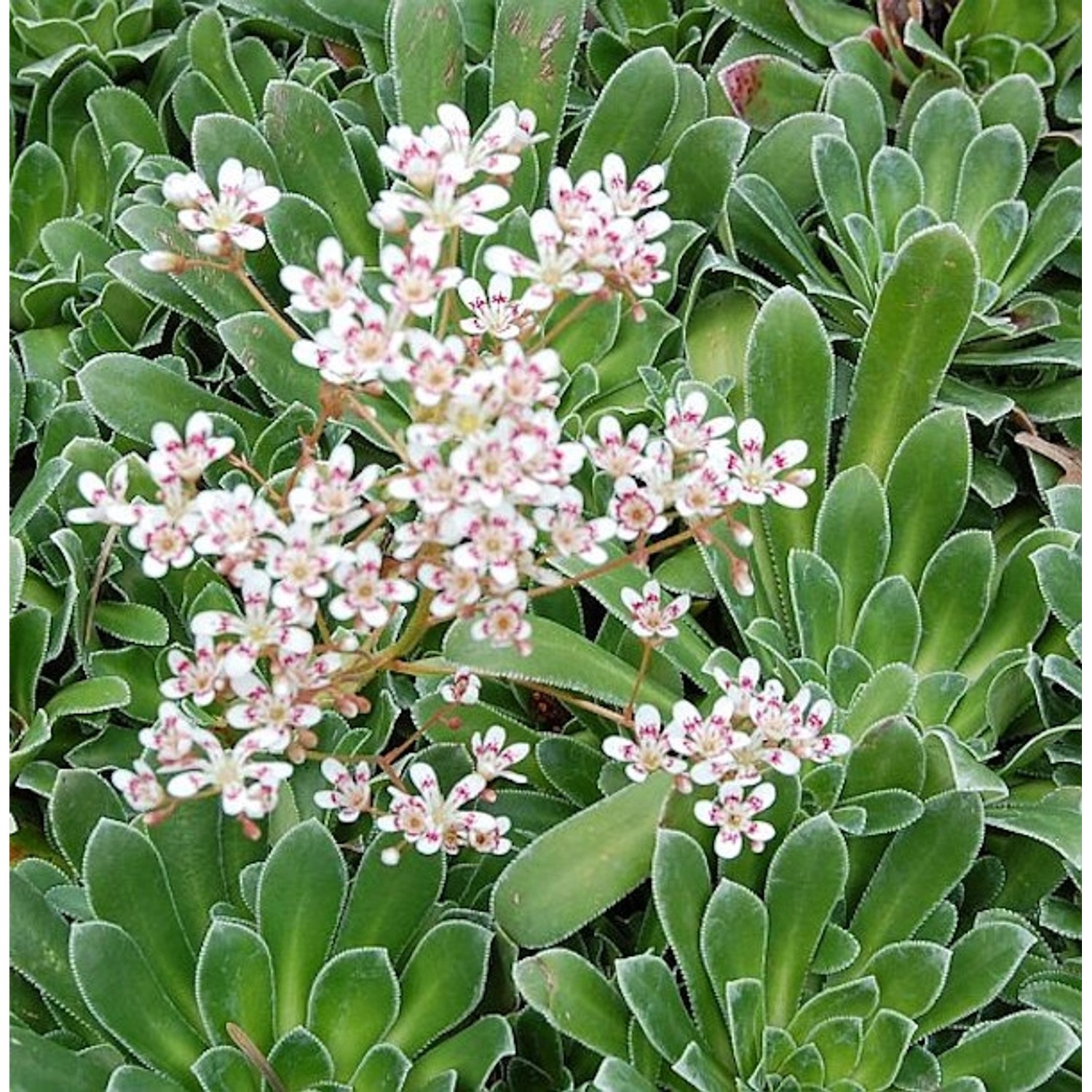 Rosetten Steinbrech Southside Seedling - Saxifraga cotyledon günstig online kaufen