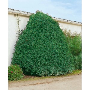 Immergrüne Prunus lusitanica 'Myrtifolia' Heckenpflanze, 175-200 cm hoch.