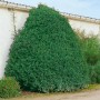 Immergrüne Prunus lusitanica 'Myrtifolia' Heckenpflanze, 175-200 cm hoch.