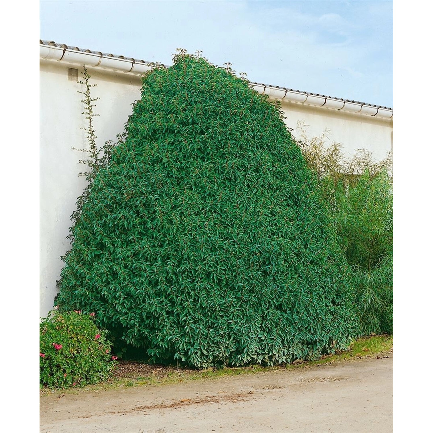 Prunus lusitanica 'Myrtifolia' 175-200 cm günstig online kaufen