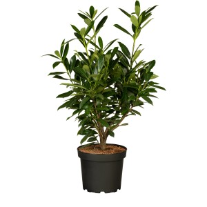Kirschlorbeer Genolia im Topf, ca. 60-80 cm hoch, ideal als Heckenpflanze.