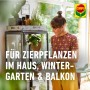 Frau bringt Compo BIO Gelbsticker gegen Schädlinge in Zimmerpflanzen an.