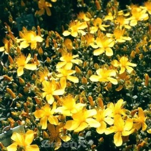 Gelb blühendes Polster-Johanniskraut (Hypericum polyphyllum) im Garten.