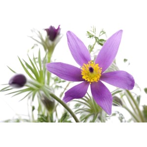 Nahaufnahme einer violetten Küchenschelle (Pulsatilla Vulgaris) im 9x9 cm Topf.