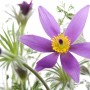 Nahaufnahme einer violetten Küchenschelle (Pulsatilla Vulgaris) im 9x9 cm Topf.