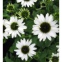 Sonnenhut Jade - Echinacea purpurea_2