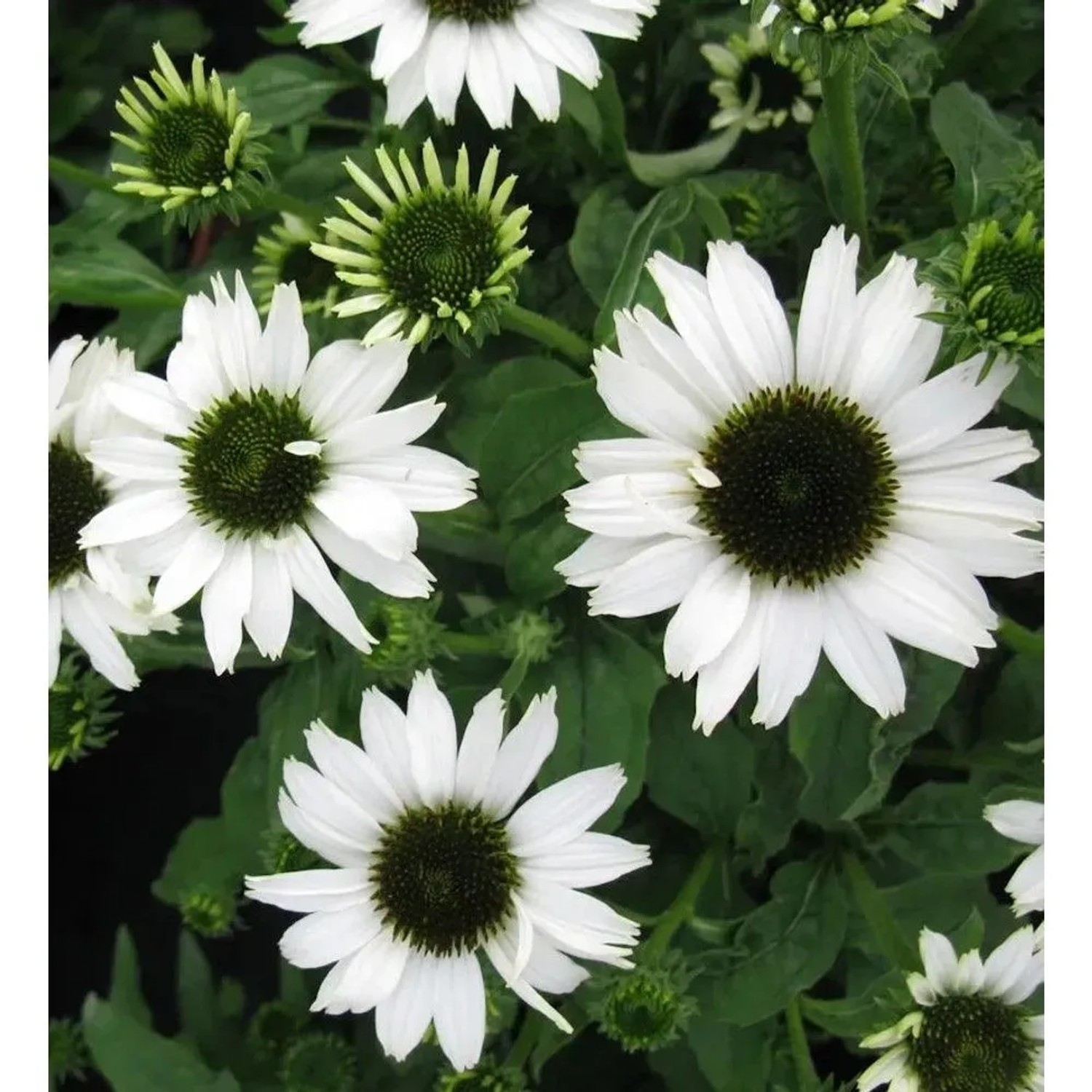Sonnenhut Jade - Echinacea purpurea_2