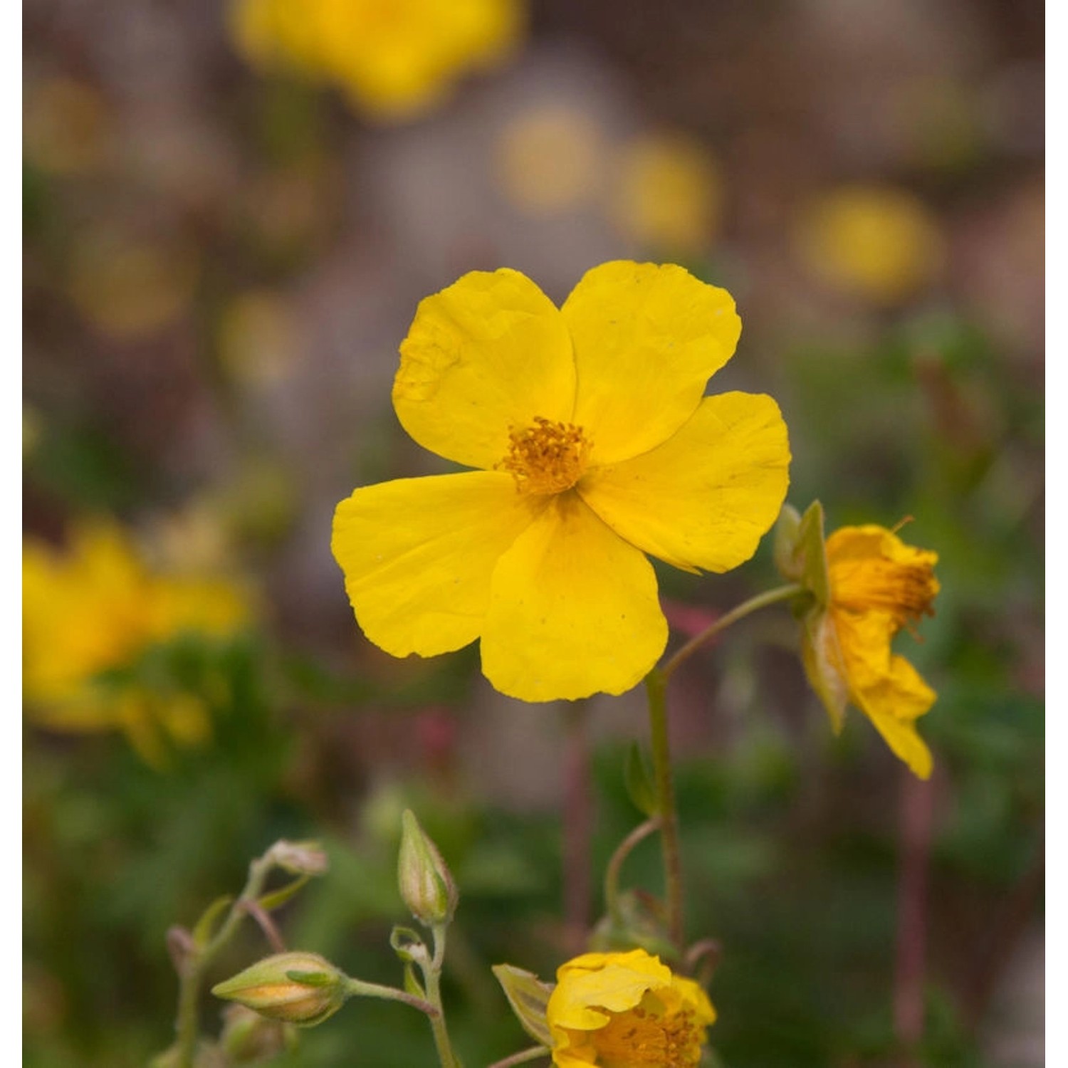 Sonnenröschen Golden Queen - Helianthemum günstig online kaufen