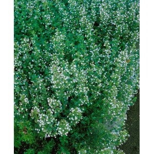 Detailaufnahme der Bergminze Calamintha Nepeta Blue Cloud mit weißen Blüten im 9x9 cm Topf.