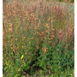 Duftnessel 'Sunset Tango' (Agastache aurantiaca) mit orangefarbenen Blüten im Gartenbeet.