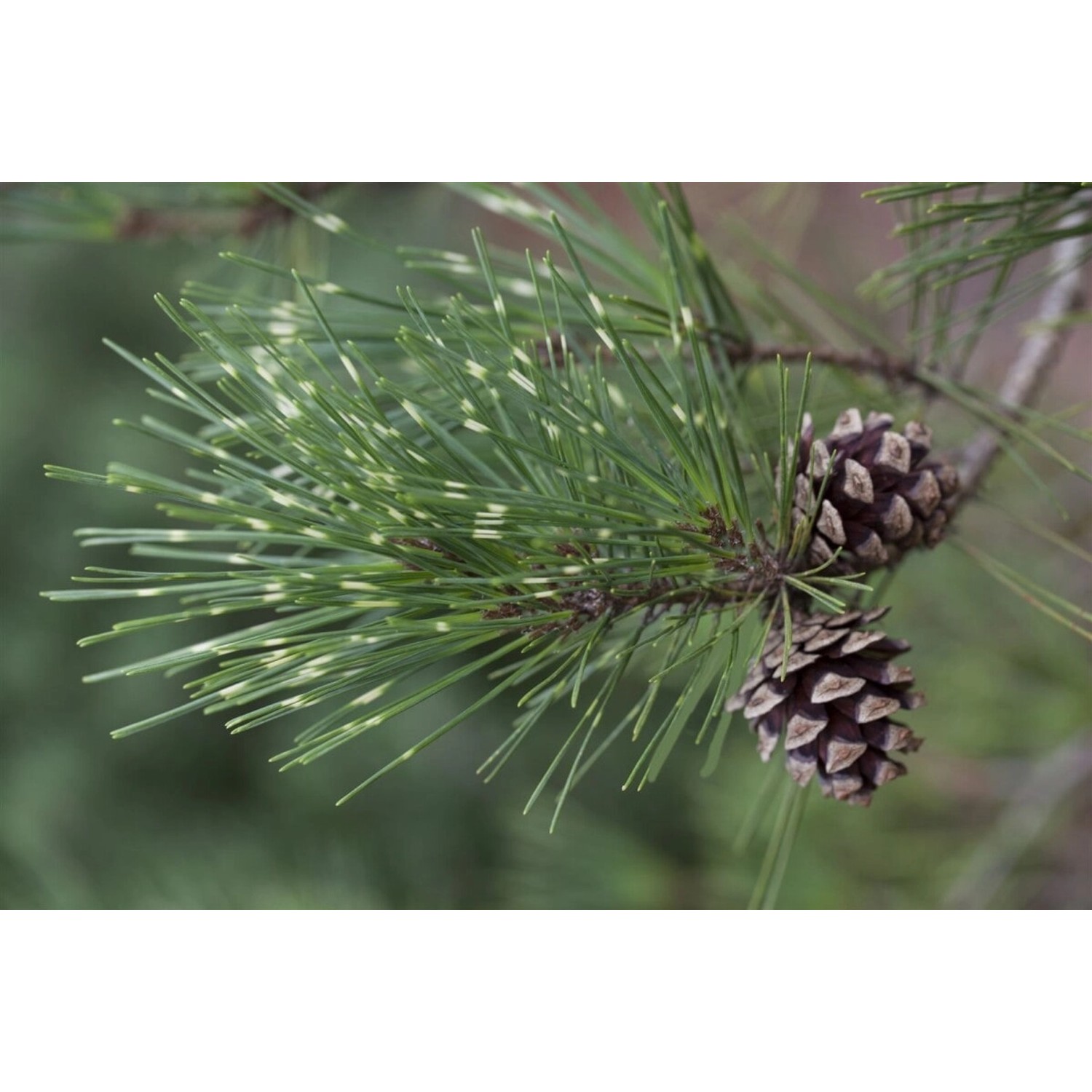Pinus Densiflora Oculus-Draconis Drachenauge-Kiefer 80–100 cm günstig online kaufen