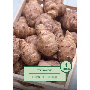 Topinambur (Helianthus tuberosus) im Holzkasten, ideal zum Pflanzen im Garten.