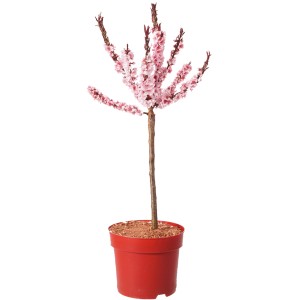 Zwergpfirsich "Crimson® Bonfire-S-" Höhe ca. 45 cm Topf ca. 7,5 l Prunus